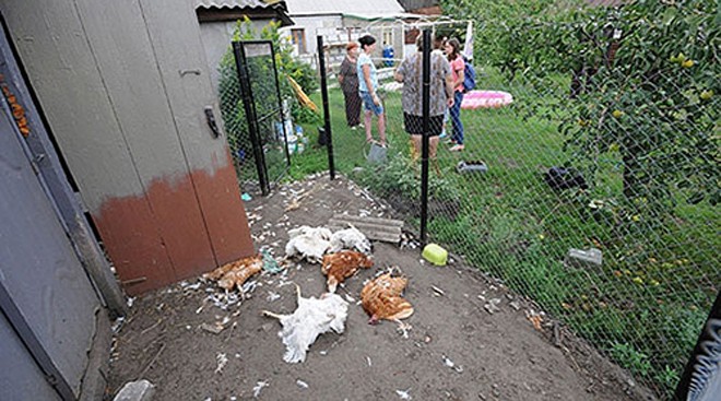 Hàng trăm con gà của các gia đình ở làng Davydovkka bị một "quái vật" kỳ lạ tấn công hàng đêm. Ảnh: Moe online