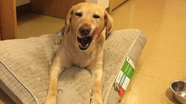 Chú chó dũng cảm trợ giúp người khuyết tật. Ảnh: Facebook
