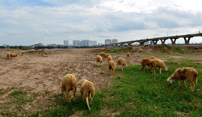 Tốc độ đô thị hóa các làng quê ven thủ đô ngày một nhanh chóng khiến cho khung cảnh thành phố được pha trộn cùng nông thôn ở khu vực bên kia sông Hồng. Bên cạnh đường dẫn cầu Vĩnh Tuy, ngày ngày nhiều đàn cừu, trâu, bò nhởn nhơ gặm cỏ không cần người chăn