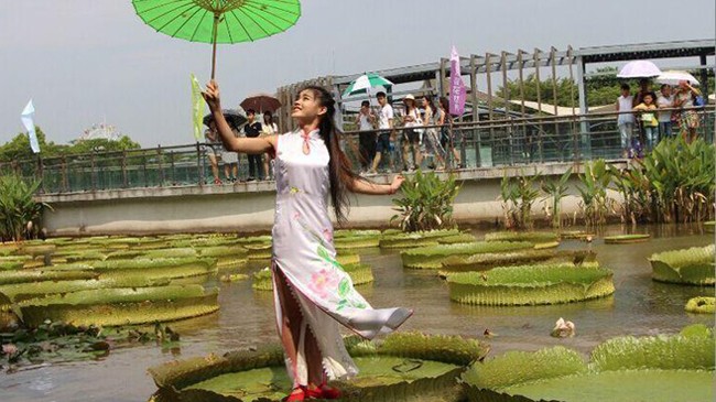 Một thiếu nữ Trung Quốc đứng trên lá sen vua hôm 10/8 trong cuộc thi chịu sức nặng ở thành phố Phật Sơn, tỉnh Quảng Đông, Trung Quốc. Sen vua, hay còn gọi là súng nia (Victoria Regia Lindl) đang bước vào mùa nở rộ ở Trung Quốc. Đây là cây lớn nhất trong 