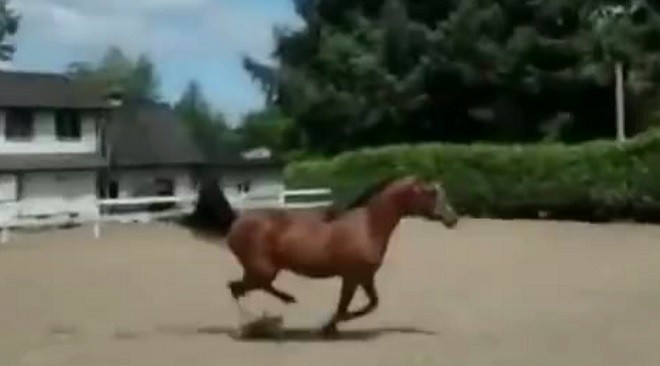 Chú ngựa thông minh diễn kỹ năng vượt rào độc đáo