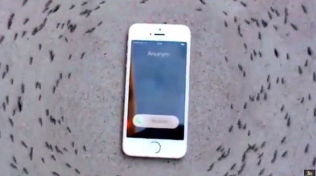 Kỳ lạ đàn kiến 'bao vây' chiếc iPhone đổ chuông