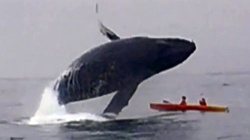 Cá voi 40 tấn bổ nhào vào 2 người chèo thuyền Kayak