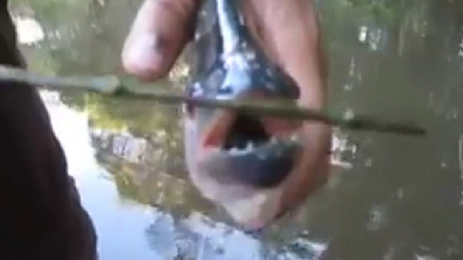 Thử sức mạnh hàm răng loài cá ăn thịt Piranha