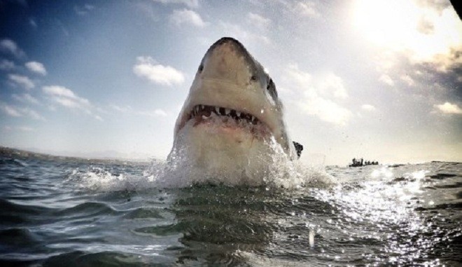 Cận cảnh đầu một con cá mập khổng lồ lao khỏi mặt nước ở ngoài khơi vịnh Mossel, Nam Phi. Bức ảnh được nhiếp ảnh gia Brewer sử dụng camera GoPro để ghi lại.