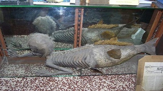 Tiên cá Banff, tương tự như tiên cá Fiji, được trưng bày tại Ấn Độ. Ảnh: Wikipedia.