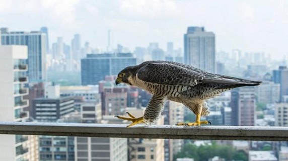 Theo Telegraph, một ngày giữa năm 2015, nhiếp ảnh gia động vật hoang dã Luke Massey phát hiện bức ảnh chim con chim cắt lớn đậu trên lan can ban công với khung nền là những tòa nhà cao tầng của Chicago, Mỹ, khi đang lướt mạng Instagram. Ấn tượng trước khu