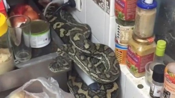 Con rắn nằm cuộn tròn giữa một đống đồ ăn trong bếp.