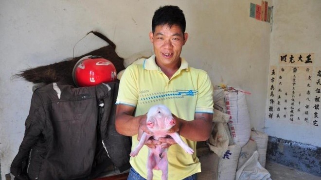 Theo Sina, vào chiều 6/6, một chú lợn hai mồm, ba mắt ra đời tại nhà của nông dân Chung Quốc Viễn ở thôn Phong Điền, huyện Cổ Lận, Tứ Xuyên, Trung Quốc. 