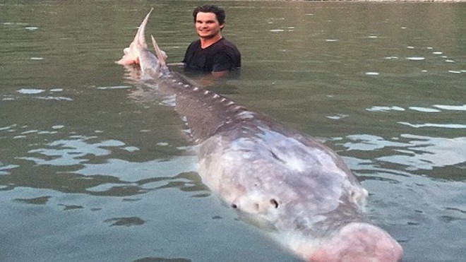 Nick McCabe chụp ảnh cùng con cá tầm khổng lồ có chiếc mũi màu hồng. Ảnh: River Monster Adventures.
