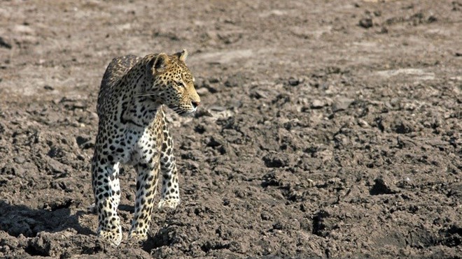 Nhiếp ảnh gia Marco Ansón trong khi khám phá thiên nhiên ở khu vực Savuti của Công viên quốc gia Chobe ở Botswana đã ghi lại được những hình ảnh thú vị về màn săn giết cá đỉnh cao của báo đốm. (Nguồn Africa Geographic)