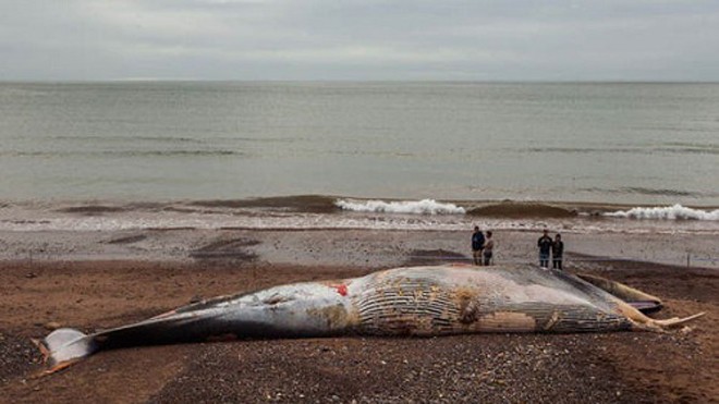 Xác một con cá voi khổng lồ dài 15 m dạt vào bãi biển Red Rock, tỉnh Devon, Anh hôm 29/9, Express đưa tin. Dựa vào kích thước của nó, các chuyên gia cho rằng đây có thể là con cá voi vây. Ảnh: SWNS.