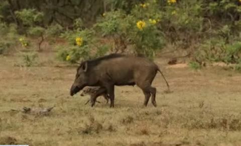 Lợn rừng húc bay báo châu Phi để cứu con