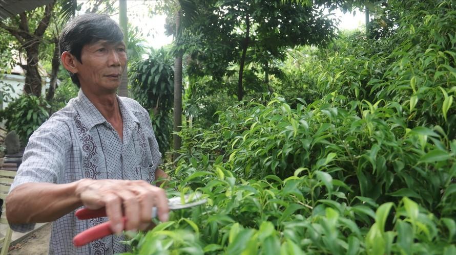 Ông Nguyễn Văn Côi chăm sóc cây cảnh tại diện tích đất đang khiếu kiện. Ảnh: Nguyễn Thành