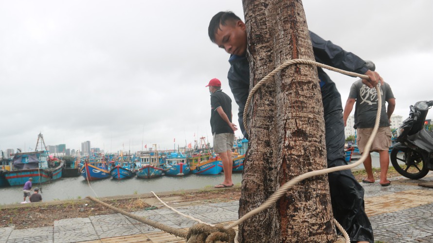 Người dân Đà Nẵng neo đậu tàu cá tránh bão số 6 ở âu thuyền Thọ Quang. 