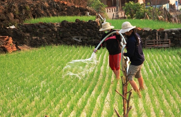 Người dân Lý Sơn tận dụng mọi diện tích đất, nguồn nước có trên đảo để trồng và chăm sóc tỏi Lý Sơn. Ảnh Nguyễn Thành
