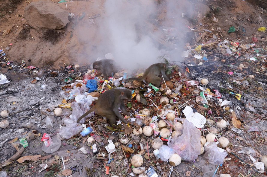 Khỉ bới rác ăn ở Sơn Trà, nguy cơ lây nhiễm bệnh cho du khách