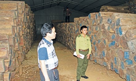 Hàng nghìn khối gỗ trắc, cẩm lai, hương được các doanh nghiệp ở Hương Khê nhập về hợp pháp muốn bán ra phải có thêm giấy phép Cites. 