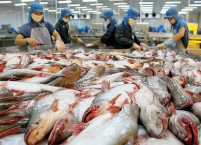 Vasep cho rằng, xuất khẩu cá tra qua đường tiểu ngạch đi Trung Quốc có thể gây những hệ lụy xấu lên ngành hàng này