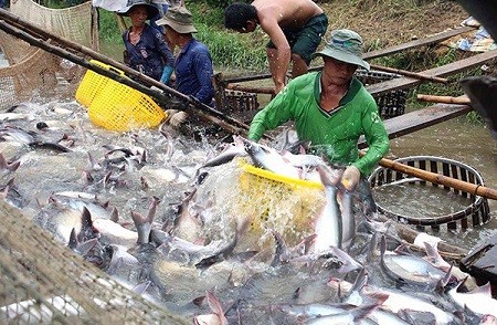 Mỹ đang áp đang mức thuế chống bán phá giá cao kỷ lục với cá tra của Việt Nam