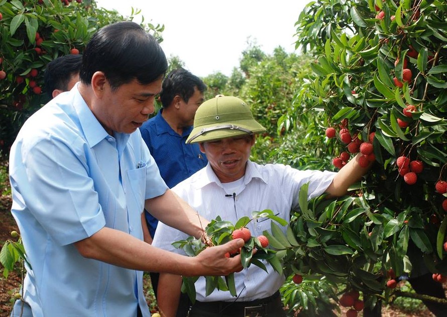 Bộ trưởng NN&PTNT Nguyễn Xuân Cường kiểm tra tình hình sản xuất, tiêu thụ vải tại Lục Ngạn (Bắc Giang)