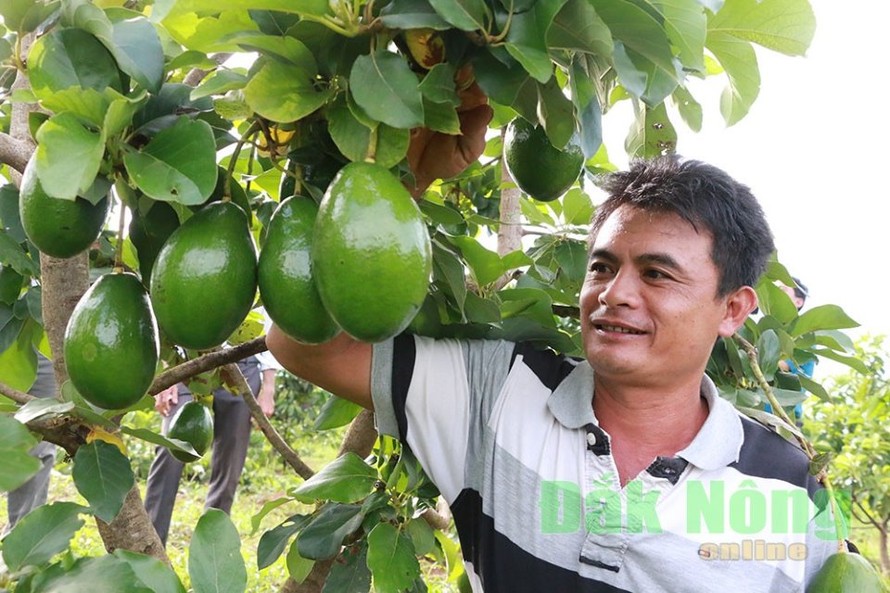 Người trồng bơ ở Đắk Nông cho thu nhập 300-500 triệu đồng/ha (ảnh: Báo Đắk Nông)