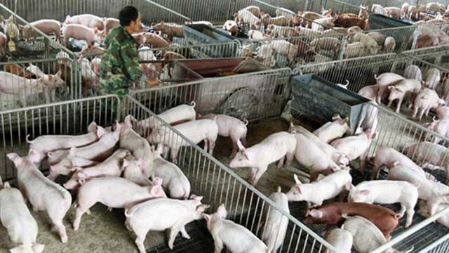 Dịch tả lợn châu Phi đang gây thiệt hại lớn ở Trung Quốc