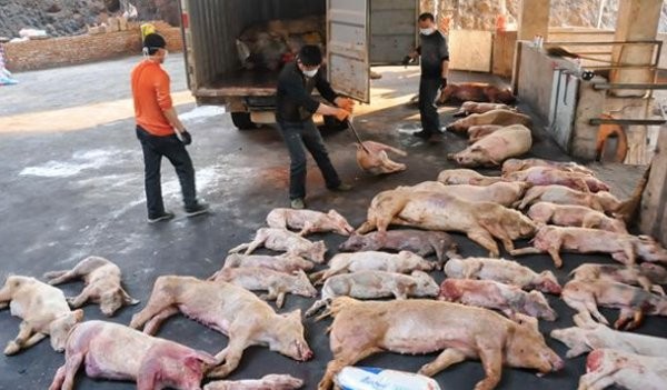 Dịch tả lợn châu Phi đang tấn công ở nhiều tình thành ở Trung Quốc, nguy cơ xâm nhiễm sang Việt Nam