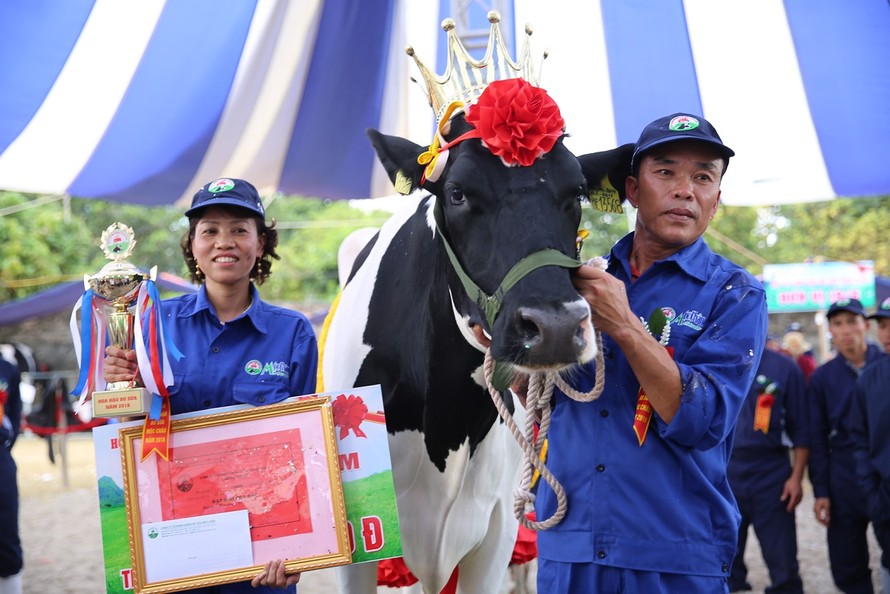 Niềm vui của chủ hộ Lê Xuân Tiên khi có bò đăng quang “Hoa hậu bò sữa” Mộc Châu năm 2018.