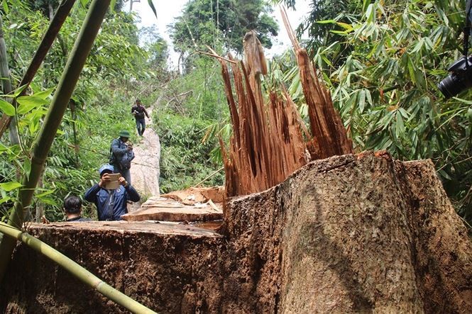 Tình trạng phá rừng vẫn diễn ra ở một số địa phương