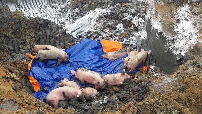 Tất cả số lợn mắc bệnh dịch tả lợn châu Phi đã bị tiêu hủy