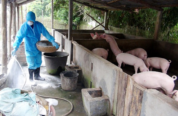 Tổ chức FAO khuyến cáo người chăn nuôi vệ sinh tiêu độc khử trùng chuồng trại, áp dụng biện pháp chăn nuôi an toàn sinh học để bảo vệ đàn lợn,