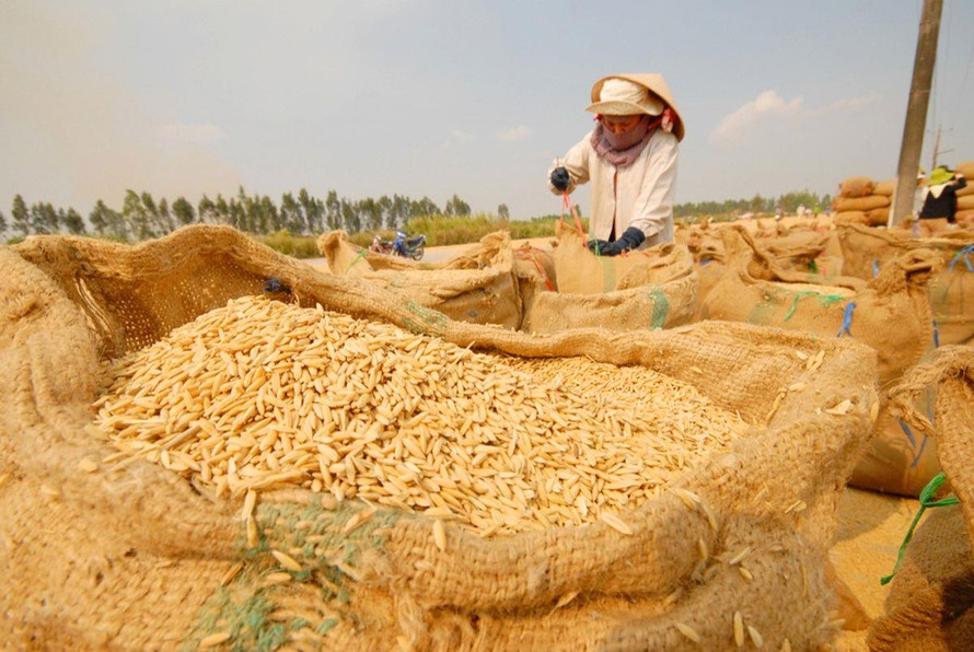 Sản xuất, xuất khẩu gạo Việt Nam đang áp lực do cung lớn, thị trường tiêu thụ khó khăn