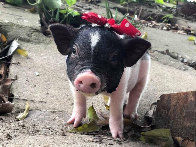 Lợn cảnh mini nhập lậu sẽ gây nguy cơ về lây lan dịch tả lợn châu Phi ở Việt Nam.