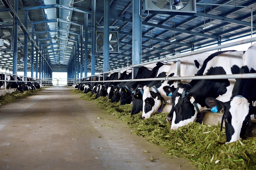 Việc sữa Việt Nam được xuất khẩu chính ngạch sữa sang Trung Quốc sẽ thúc đẩy ngành chăn nuôi bò sữa và chế biến sữa trong nước