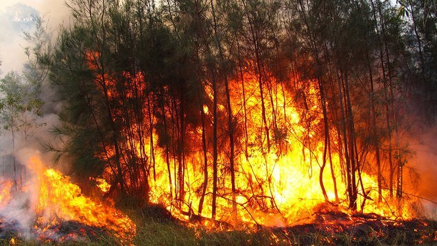 Thủ tướng yêu cầu các bộ, địa phương có giải pháp cấp bách phòng cháy, chữa cháy rừng.