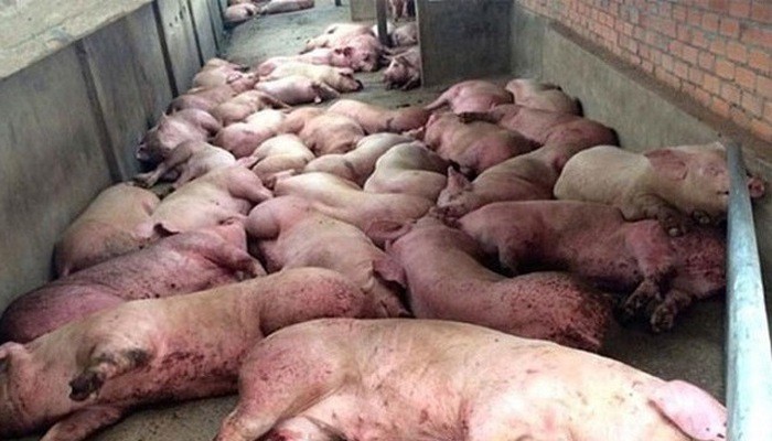 Vẫn còn tình trạng cơ sở giết mổ lậu chuyên thu gom lợn chết không rõ nguyên nhân, nguồn gốc để giết mổ, đưa vào các quán ăn để tiêu thụ.