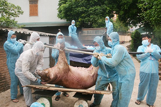 Bệnh dịch tả lợn châu Phi hiện đã lan ra 60 tỉnh thành trên cả nước