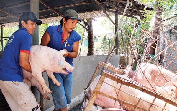 Giá lợn hơi ở một số địa phương phía Bắc đã hơn 60.000 đồng/kg.