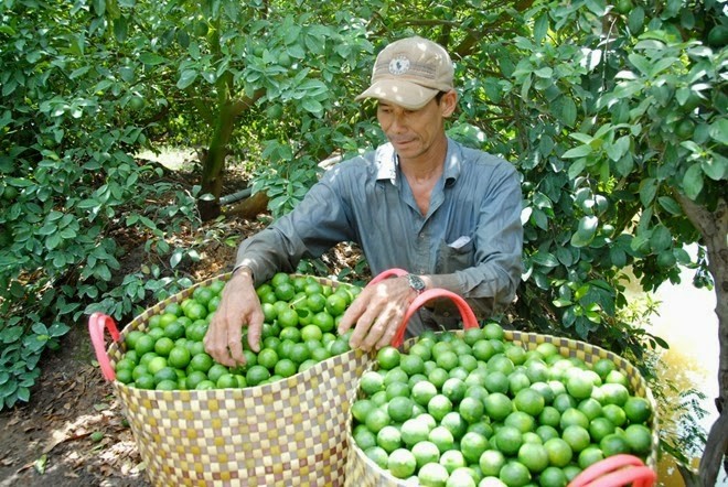 Năm 2018, do giá chanh xuống thấp, nhiều hộ dân đã chặt cây chanh làm củi