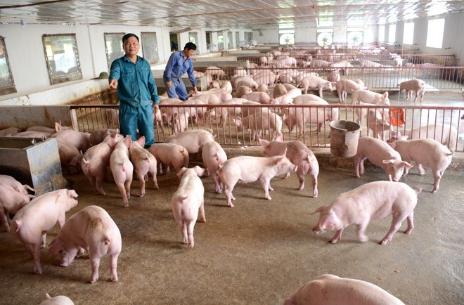Đến năm 2030, Việt Nam sẽ duy trì tổng đàn lợn ở quy mô khoảng 29-30 triệu con