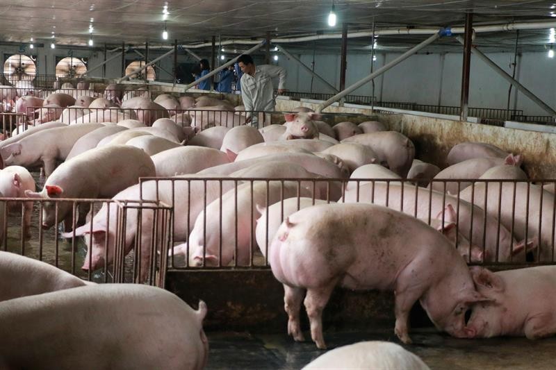 Nhiều địa phương tổ chức tái đàn tốt, cùng với các doanh nghiệp lớn sẽ tăng nguồn thịt lợn trong dịp Tết 