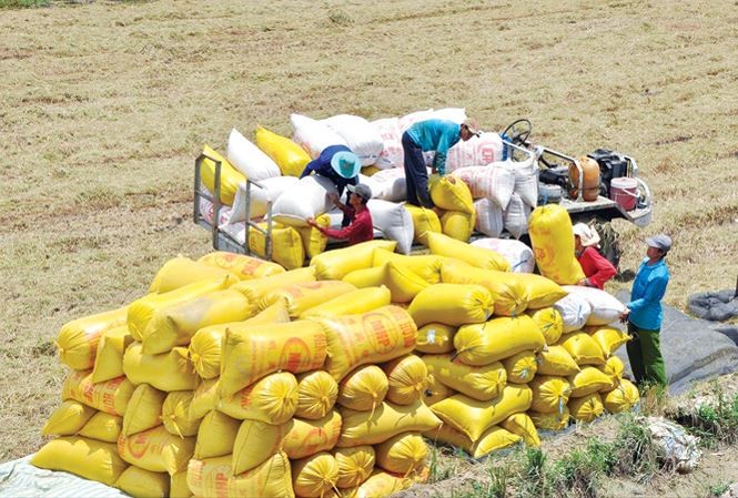 Bộ NN&PTNT kiến nghị tiếp tục xuất khẩu gạo nếp