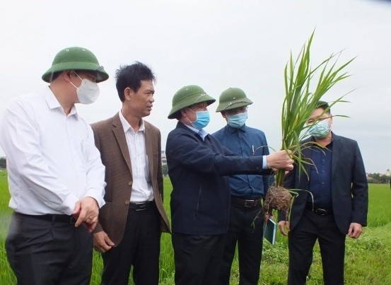 Lãnh Bộ NN&PTNT kiểm tra lúa Đông Xuân ở các tỉnh phía Bắc
