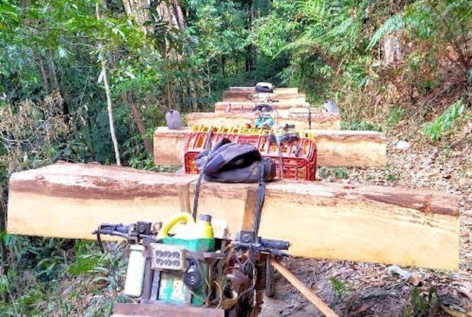 Một vụ phá rừng ở Kon Tum