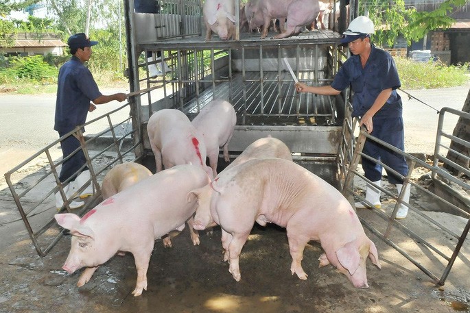 Việt Nam cho phép nhập khẩu lợn sống từ Thái Lan từ ngày 12/6