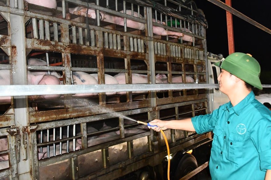Vừa cho nhập lợn sống từ Thái Lan, phải 'hỏa tốc' ngăn lợn nhập lậu từ Lào, Campuchia 
