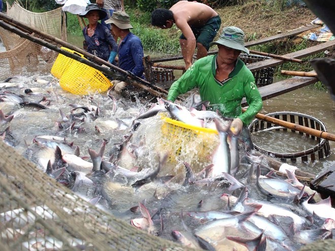 Do xuất khẩu ảm đạm, giá cá tra nguyên liệu tại các tỉnh Đồng bằng sông Cửu Long trong tháng qua chững ở mức thấp, quanh mức 18.000-18.200 đồng/kg