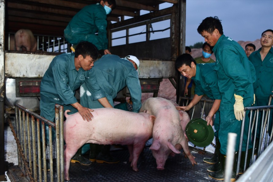Chỉ hơn 2 tháng qua, Việt Nam đã nhập khẩu gần 100 nghìn con lợn sống từ Thái Lan về giết mổ