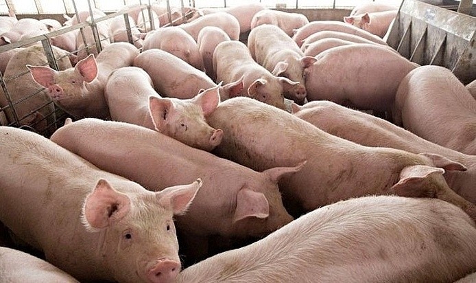 Đề nghị lập chuyên án điều tra về xuất lậu lợn sang Trung Quốc